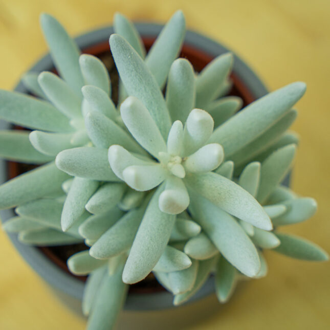 Mała Szklarnia Mała Szklarnia