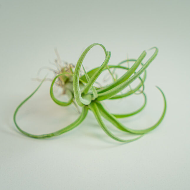 Mała Szklarnia Mała Szklarnia