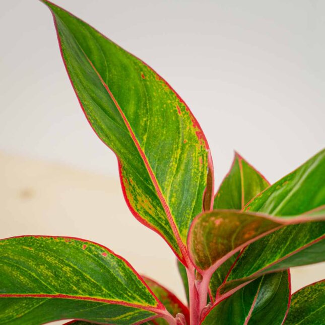 Mała Szklarnia Mała Szklarnia