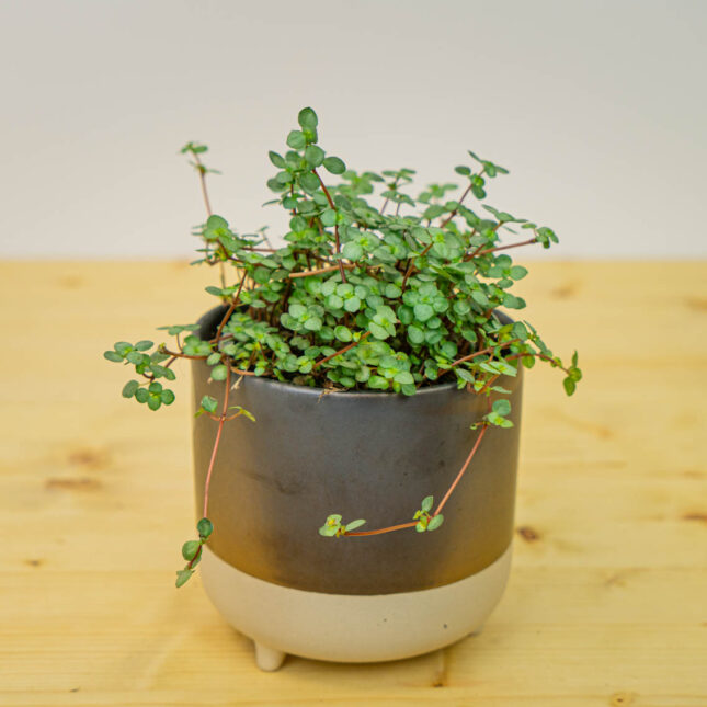 Mała Szklarnia Mała Szklarnia