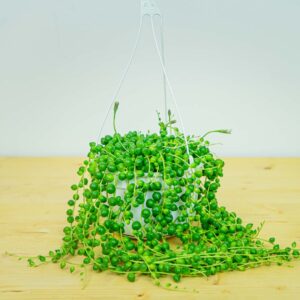 Senecio rowleyanus (starzec rowleya)