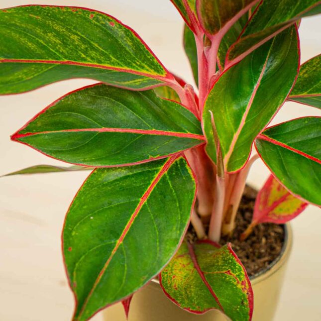 Mała Szklarnia Mała Szklarnia