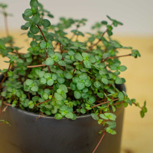 Mała Szklarnia Mała Szklarnia