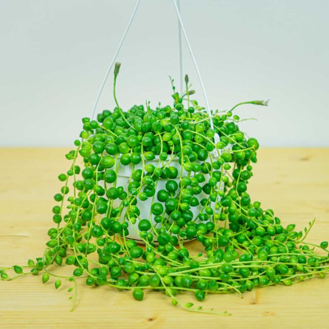 Mała Szklarnia Mała Szklarnia