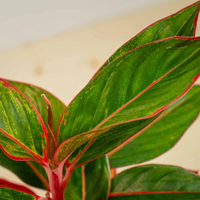 Mała Szklarnia Mała Szklarnia