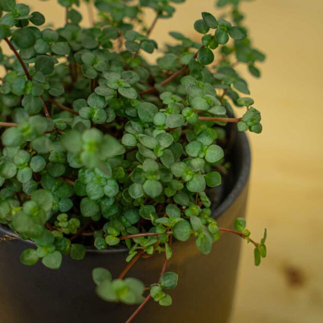 Mała Szklarnia Mała Szklarnia