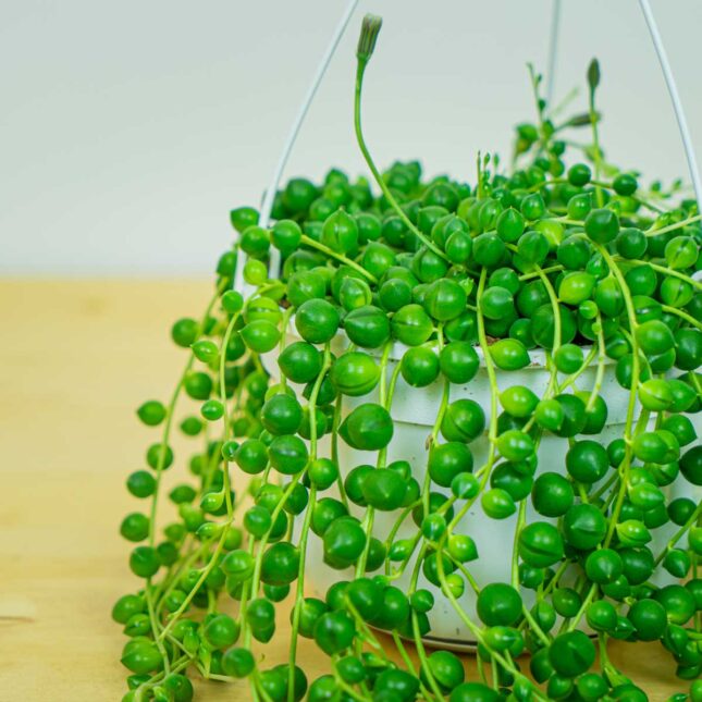 Mała Szklarnia Mała Szklarnia