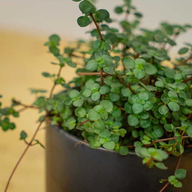 Mała Szklarnia Mała Szklarnia