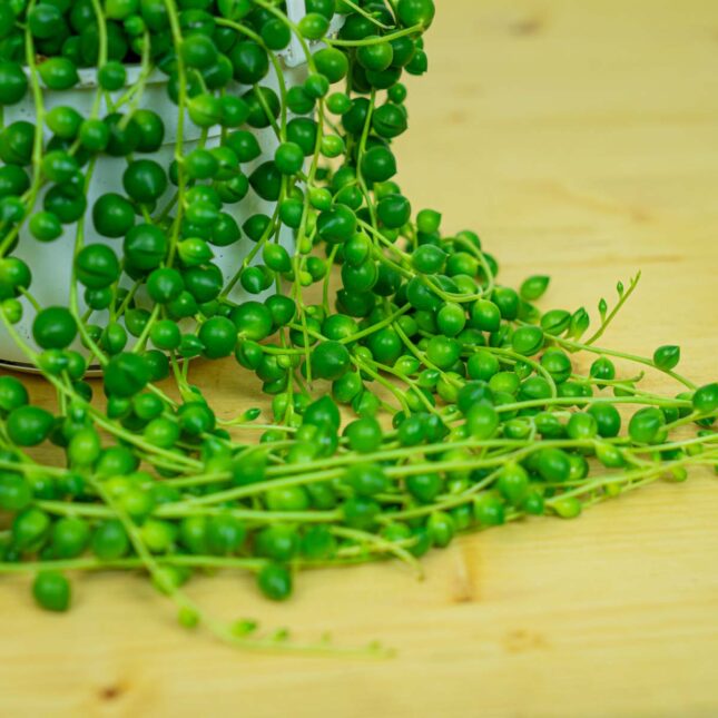 Mała Szklarnia Mała Szklarnia