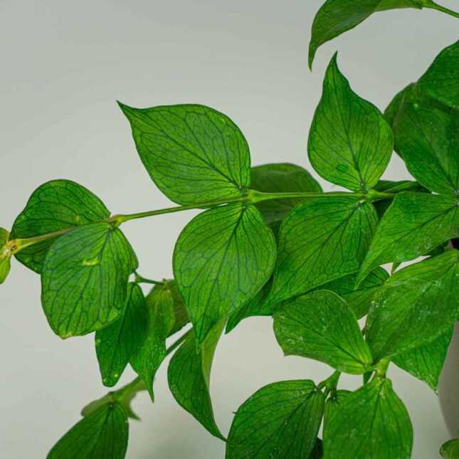 Mała Szklarnia Mała Szklarnia