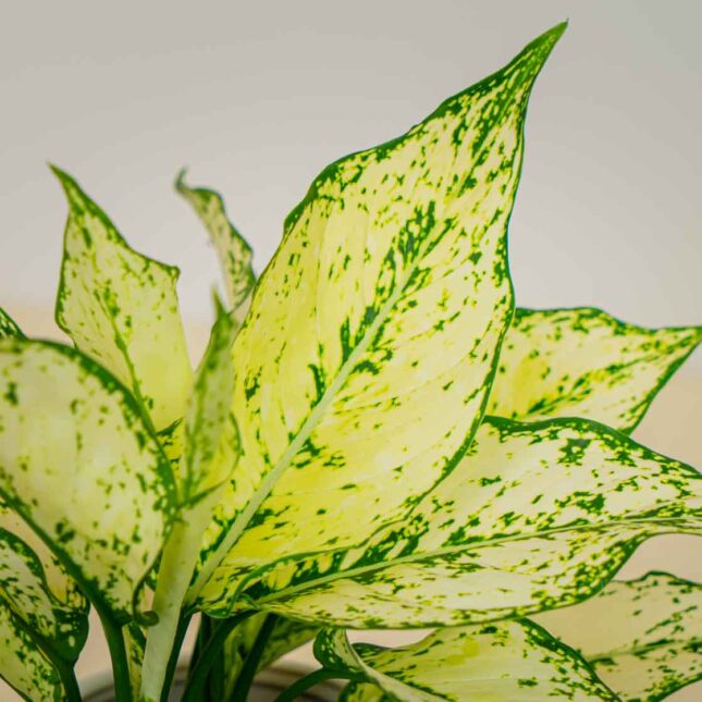 Mała Szklarnia Mała Szklarnia