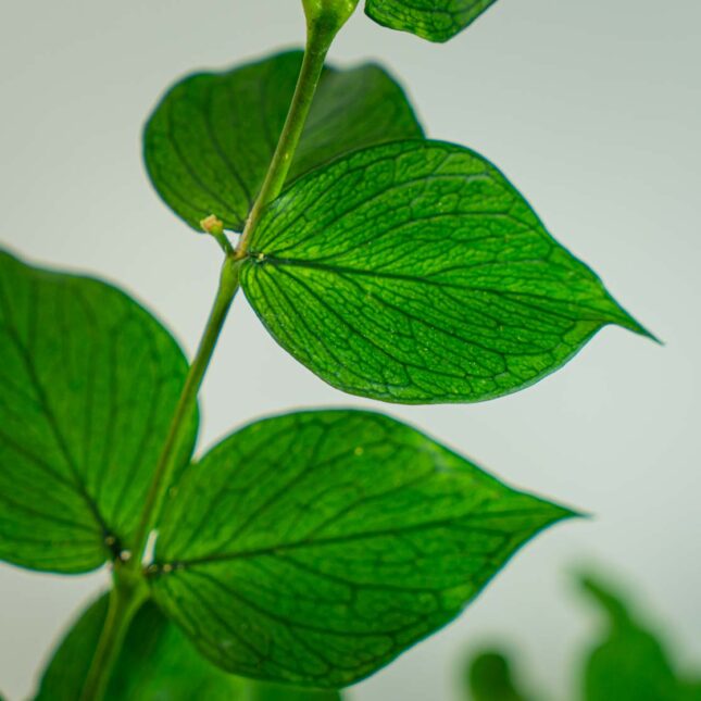 Mała Szklarnia Mała Szklarnia