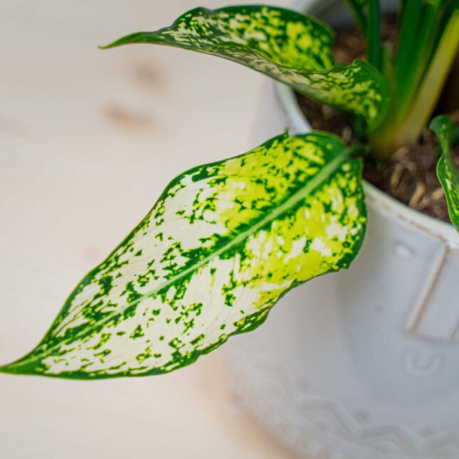 Mała Szklarnia Mała Szklarnia