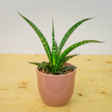 Sansevieria trifasciata Megan