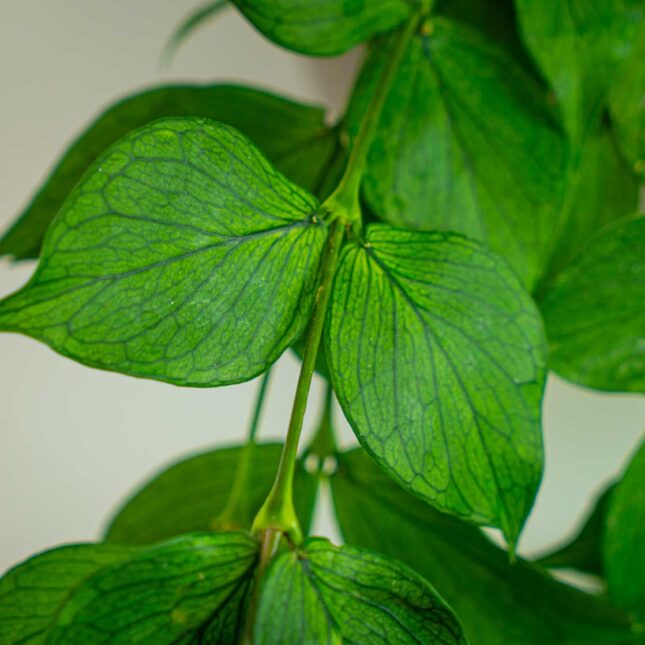 Mała Szklarnia Mała Szklarnia