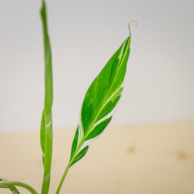 Mała Szklarnia Mała Szklarnia