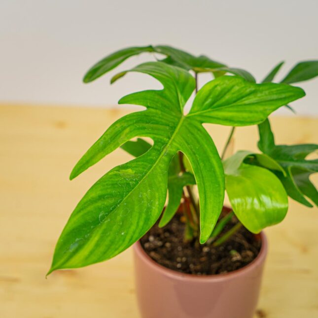 Mała Szklarnia Mała Szklarnia