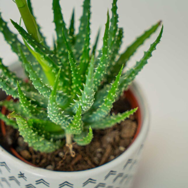 Mała Szklarnia Mała Szklarnia