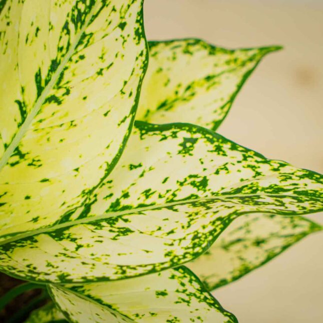 Mała Szklarnia Mała Szklarnia