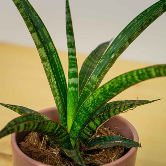 Mała Szklarnia Mała Szklarnia