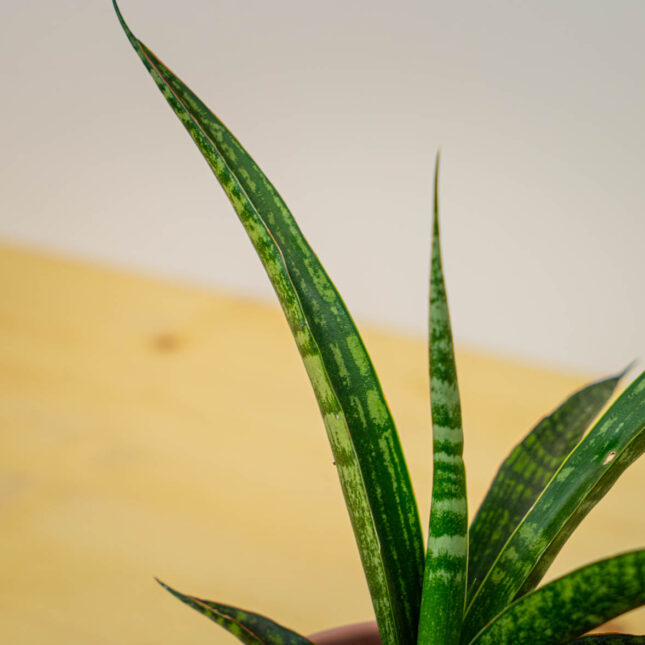 Mała Szklarnia Mała Szklarnia