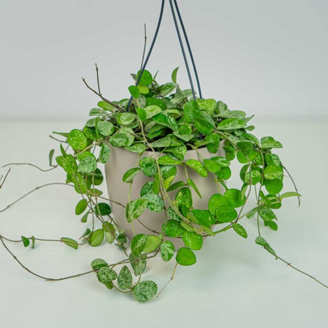 Mała Szklarnia Mała Szklarnia