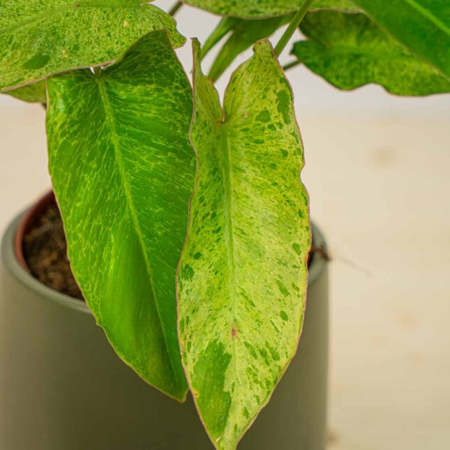 Mała Szklarnia Mała Szklarnia