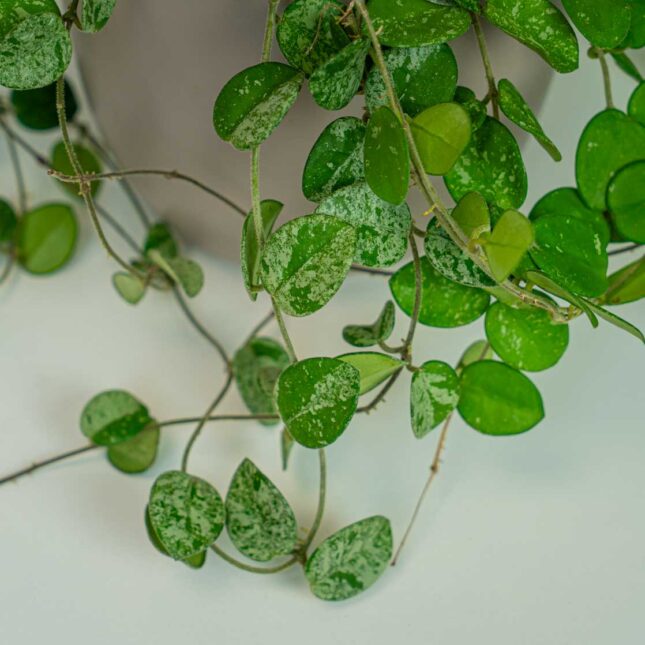 Mała Szklarnia Mała Szklarnia