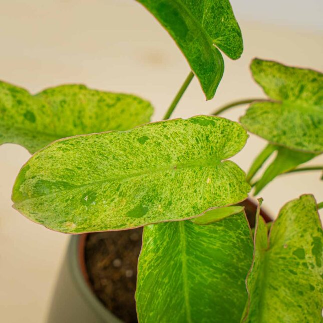 Mała Szklarnia Mała Szklarnia