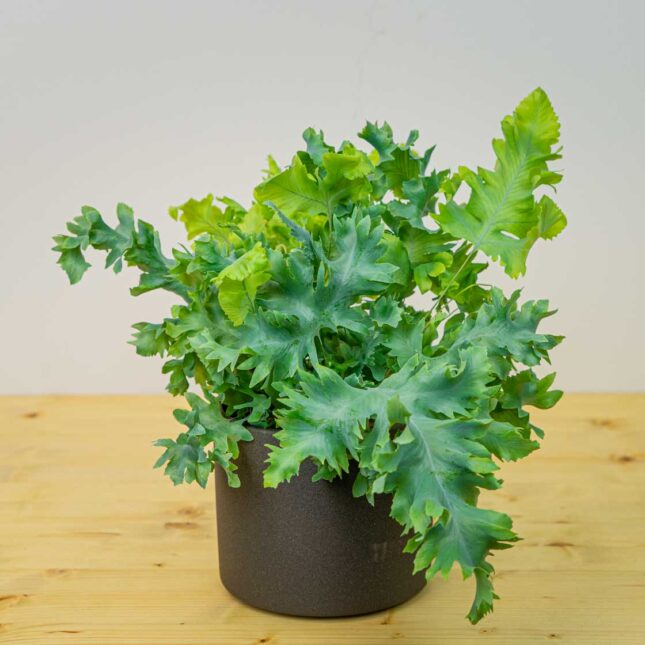 Mała Szklarnia Mała Szklarnia