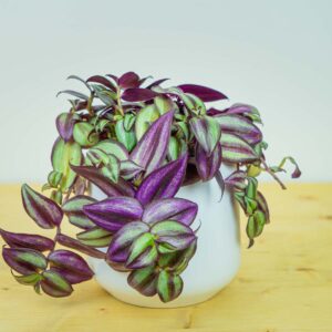 Trzykrotka zebra (tradescantia zebrina)