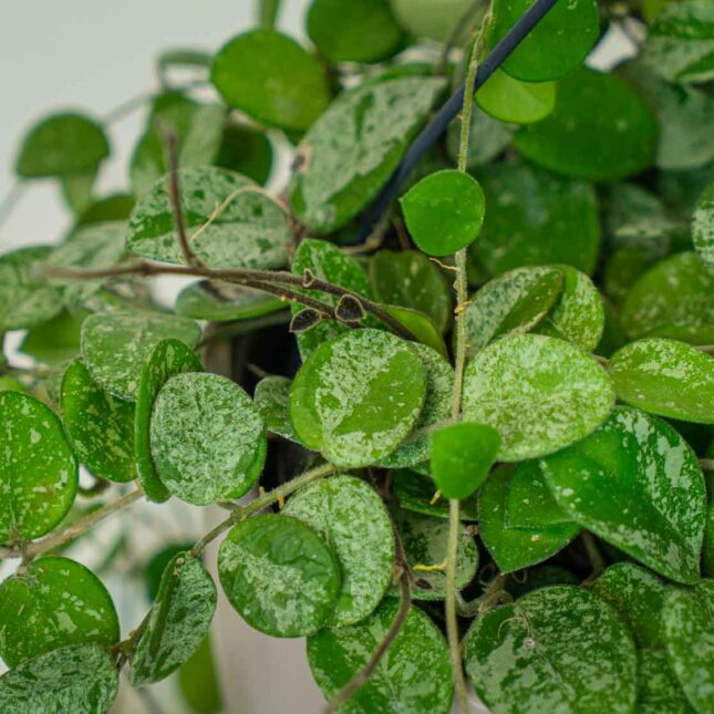 Mała Szklarnia Mała Szklarnia