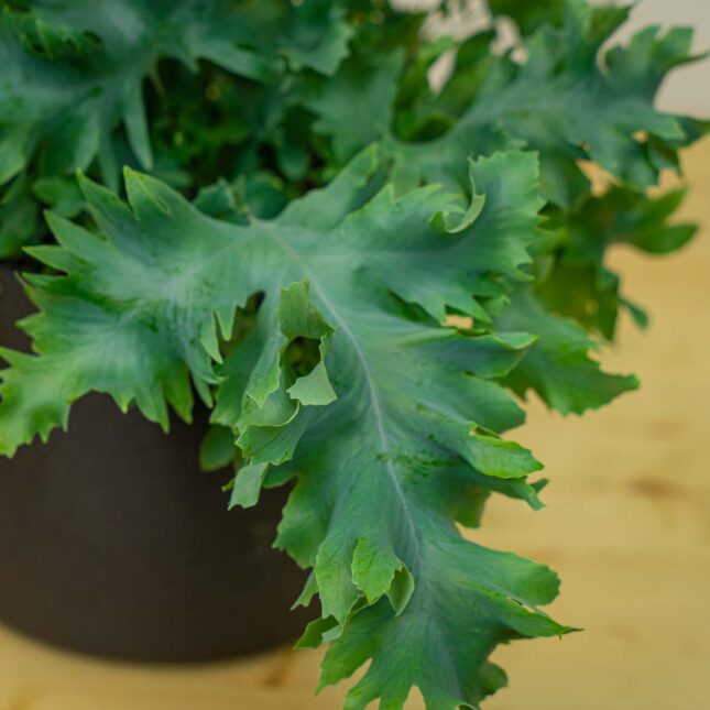 Mała Szklarnia Mała Szklarnia