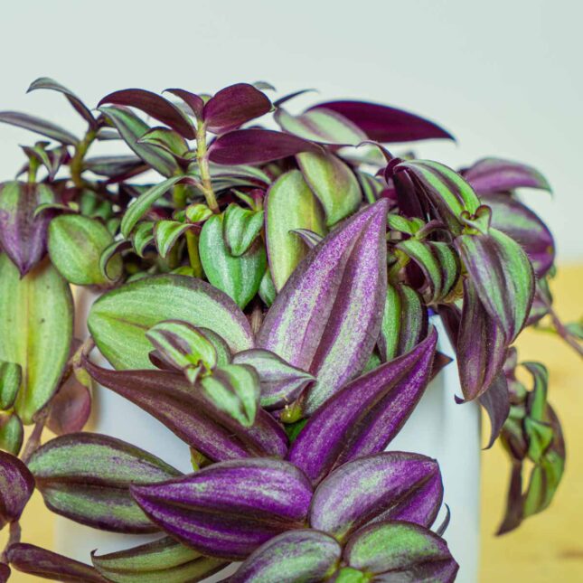 Mała Szklarnia Mała Szklarnia