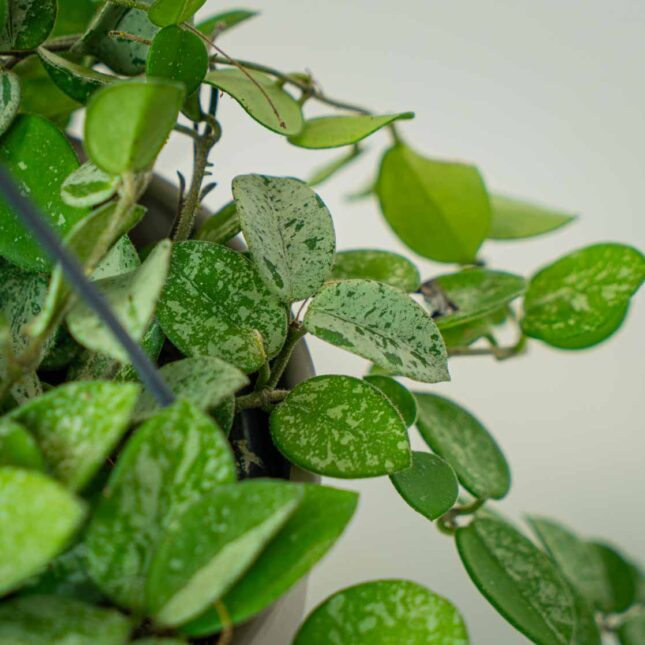 Mała Szklarnia Mała Szklarnia