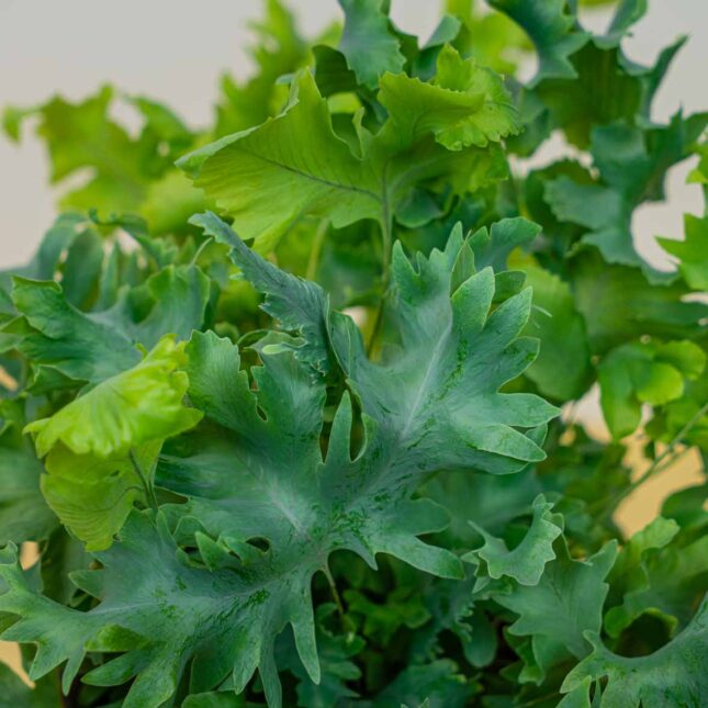 Mała Szklarnia Mała Szklarnia