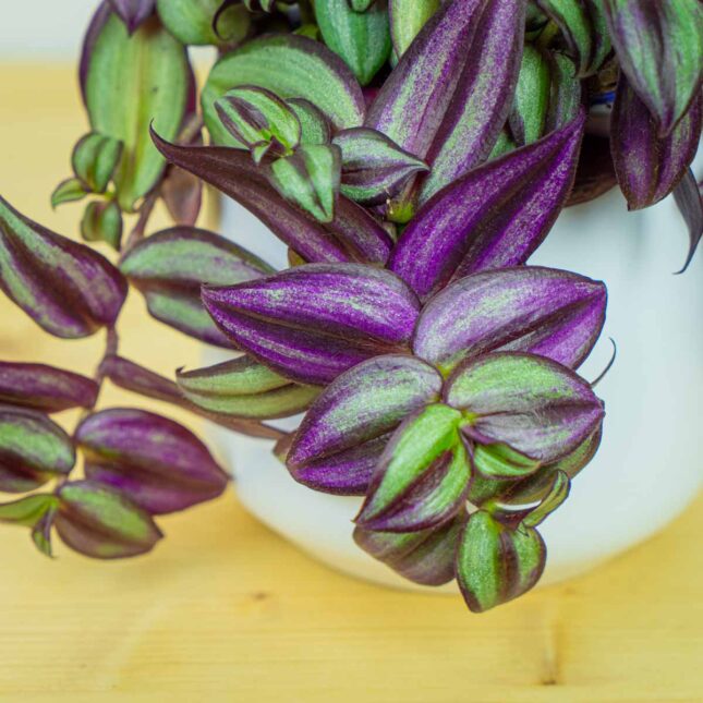 Mała Szklarnia Mała Szklarnia