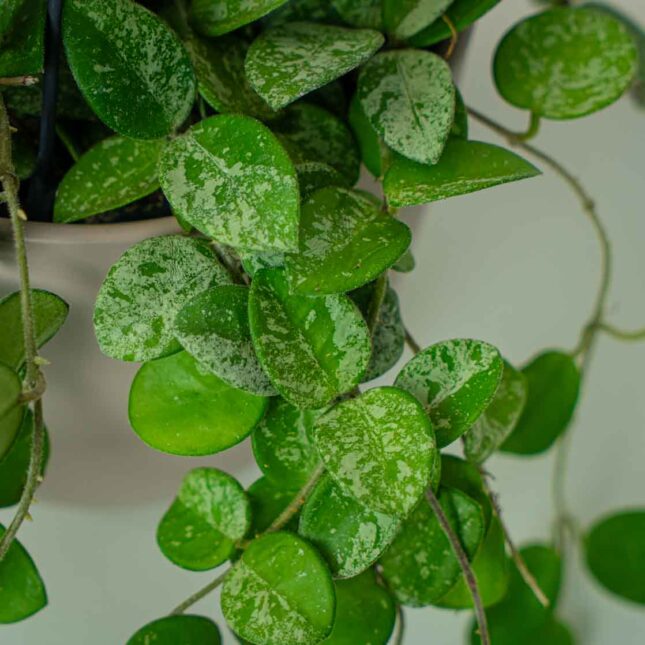 Mała Szklarnia Mała Szklarnia