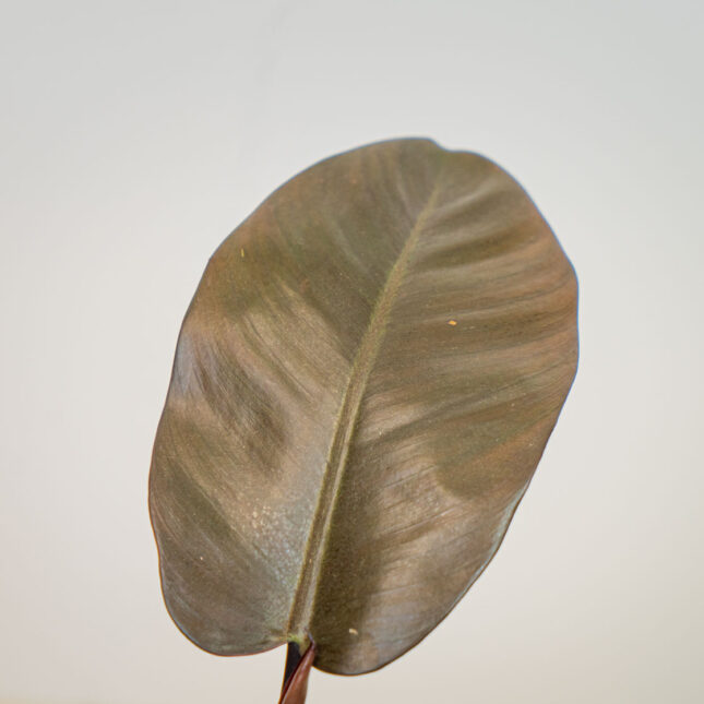 Mała Szklarnia Mała Szklarnia