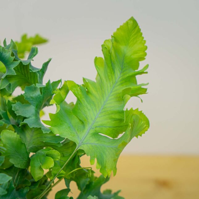 Mała Szklarnia Mała Szklarnia