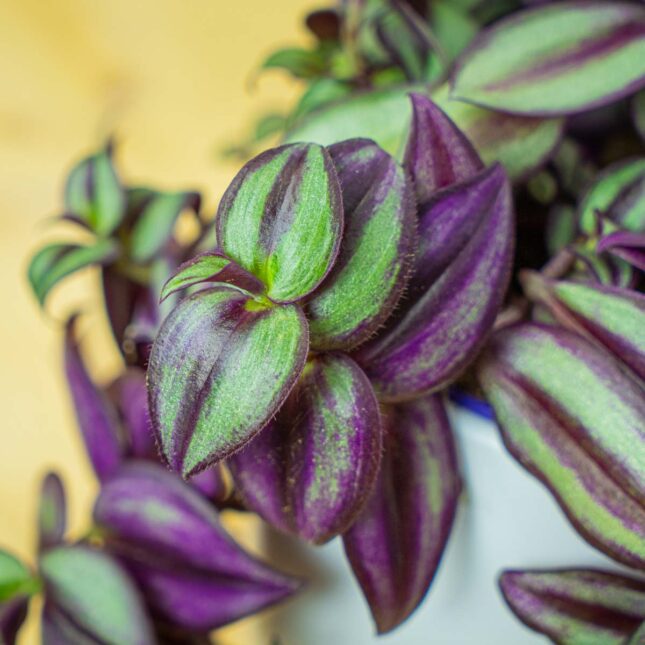 Mała Szklarnia Mała Szklarnia