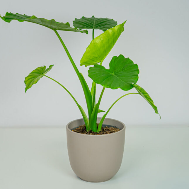 Mała Szklarnia Mała Szklarnia