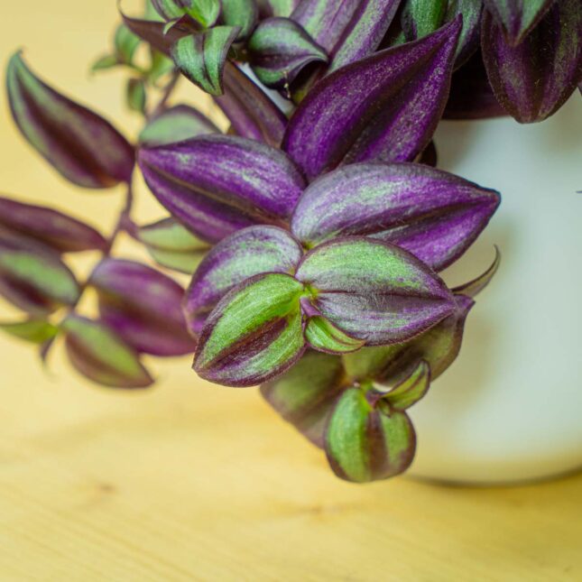 Mała Szklarnia Mała Szklarnia