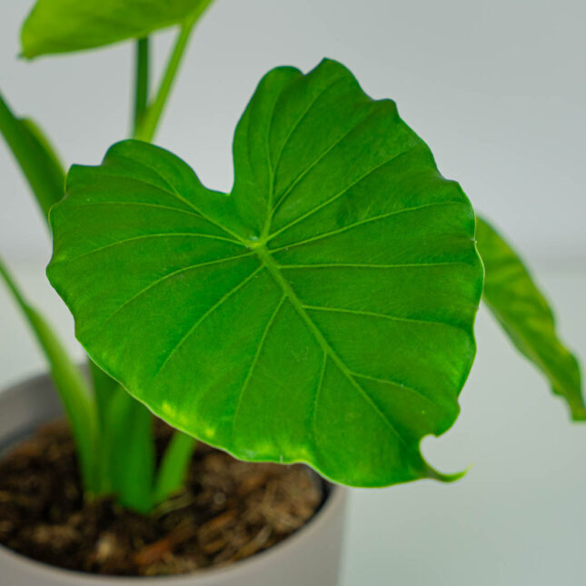 Mała Szklarnia Mała Szklarnia