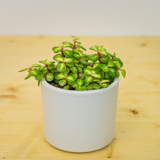 Mała Szklarnia Mała Szklarnia