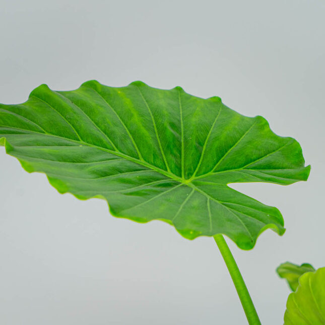 Mała Szklarnia Mała Szklarnia