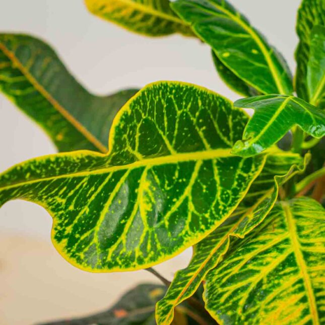 Mała Szklarnia Mała Szklarnia