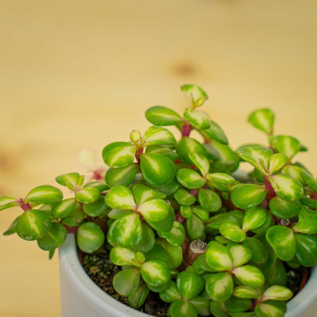 Mała Szklarnia Mała Szklarnia