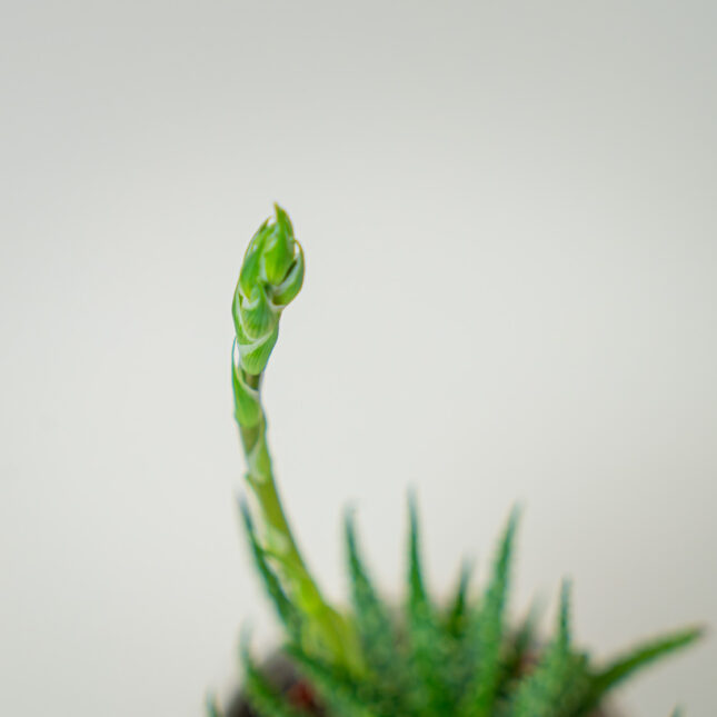 Mała Szklarnia Mała Szklarnia