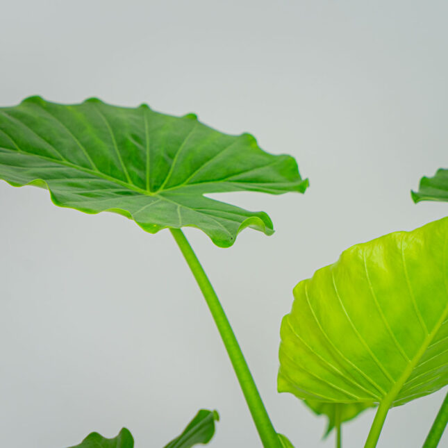 Mała Szklarnia Mała Szklarnia